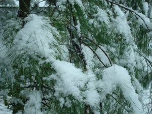 snow-on-pine