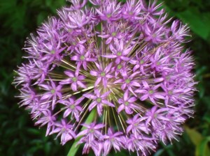allium