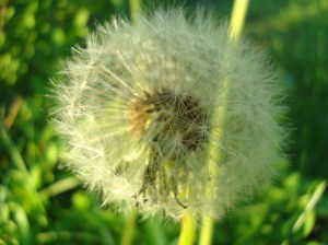 dandelion2