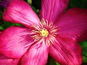clematis