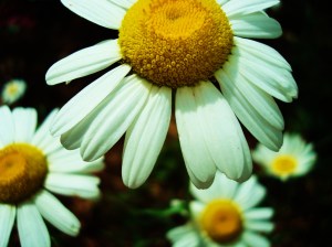 Daisies